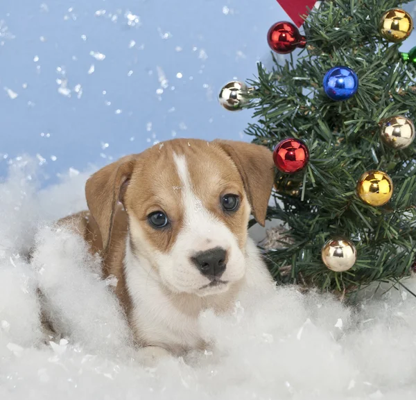 Cachorro de Navidad — Foto de Stock