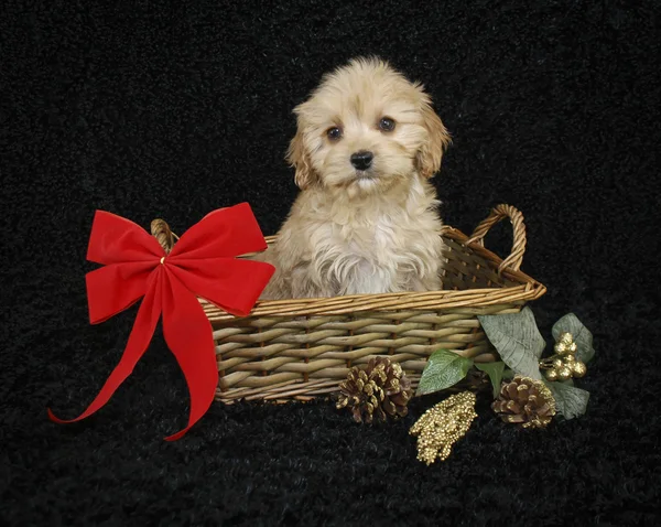 Cachorro de Navidad — Foto de Stock