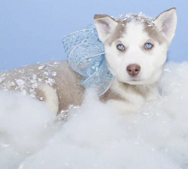 Docela husky štěně — Stock fotografie