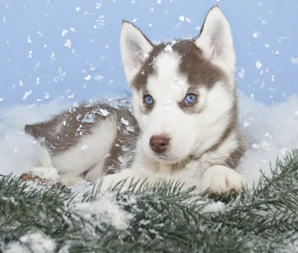 冬天沙哑的小狗 — 图库照片