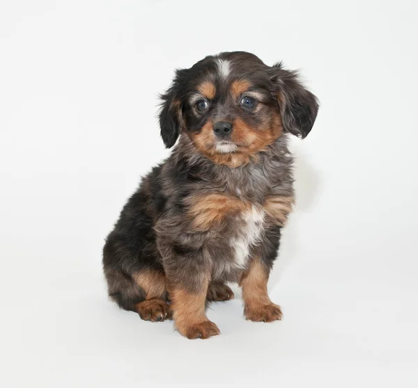 Dolce Merle Puppy — Foto Stock