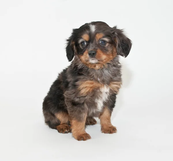 Sweet Merle Puppy — Stock Photo, Image