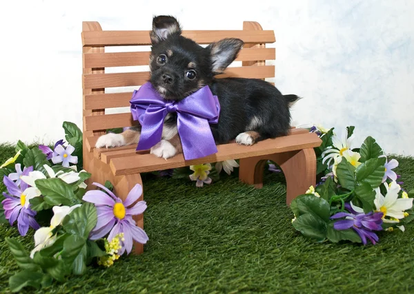 Cachorrinho doce — Fotografia de Stock