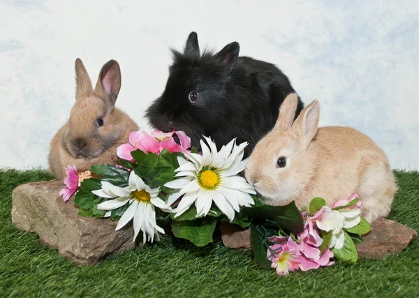 Tre baby kaniner — Stockfoto