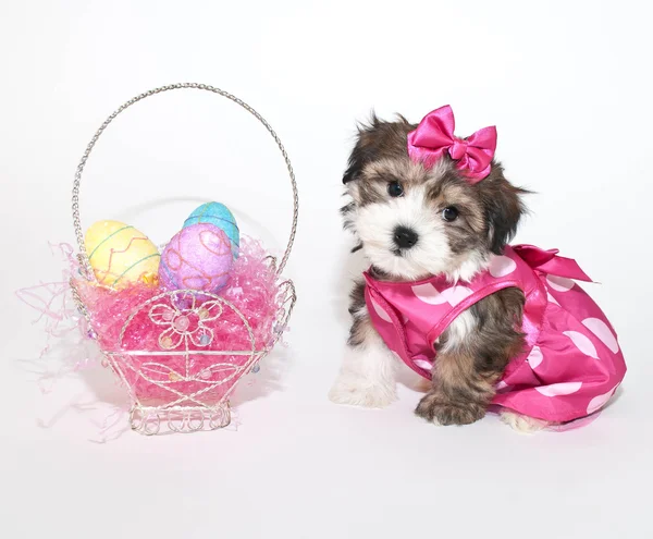 Easter Puppy — Stok Foto