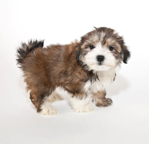 Morkie-Welpe — Stockfoto