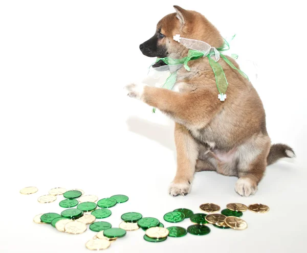 Hebzuchtige st. Patricks dag pup — Stockfoto