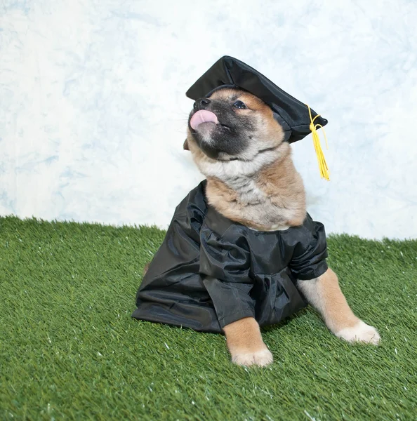 355 Graduation Dog Stock Photos - Free & Royalty-Free Stock Photos from  Dreamstime