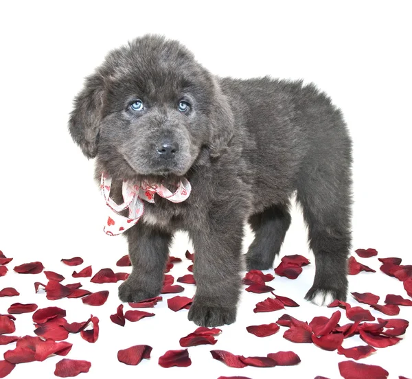 I Love You Puppy — Stock Photo, Image