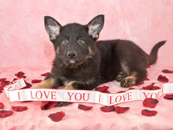 Eu te amo filhote de cachorro — Fotografia de Stock