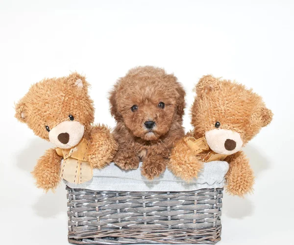 Welke puppy? — Stockfoto