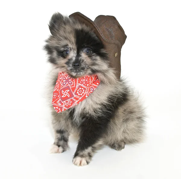 Cowboy Puppy — Stock Photo, Image