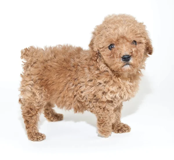 Apricot Poodle Puppy — Stock Photo, Image