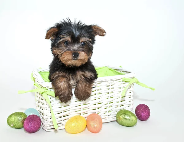 Velikonoční yorkie štěně — Stock fotografie