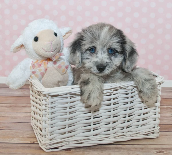 Cute Little Assie-Poo Puppy — Stock Photo, Image