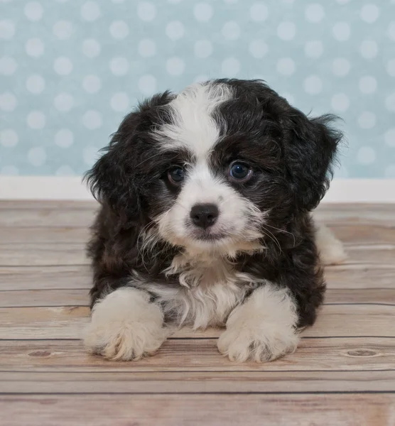 Little Black a White Puppy — Stock Photo, Image