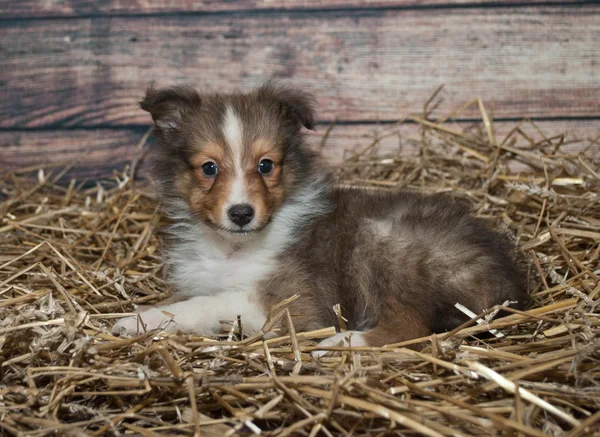 Liten sheltie valp — Stockfoto