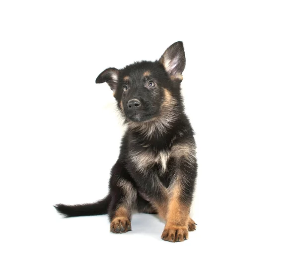 German Shepherd Puppy — Stock Photo, Image