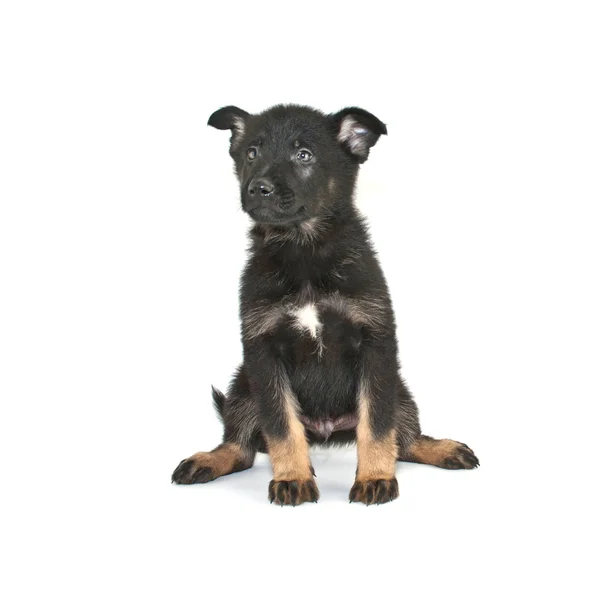 Alman çoban köpek — Stok fotoğraf