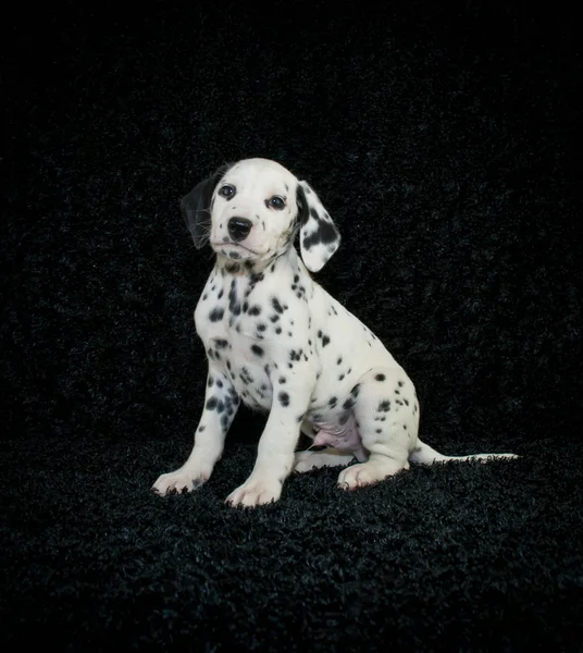 Dalmation köpek yavrusu — Stok fotoğraf