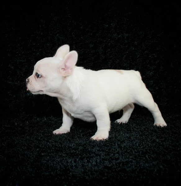 Дурні frenchie — Stok fotoğraf