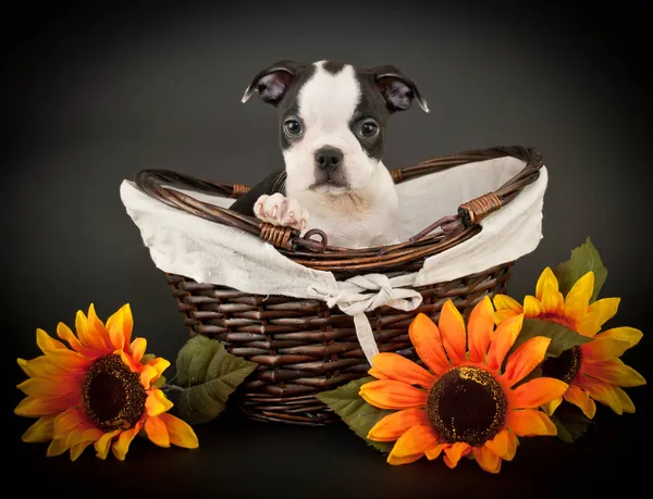 Lindo Boston terrier cachorro — Foto de Stock