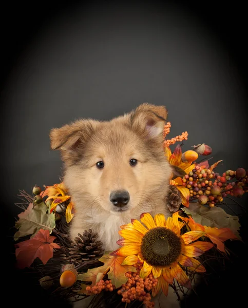 Sweet Collie Puppy — Stock Photo, Image