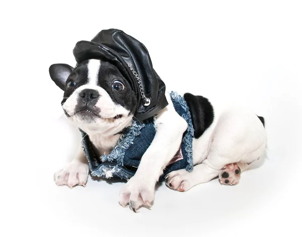 Смешной щенок байкера — стоковое фото