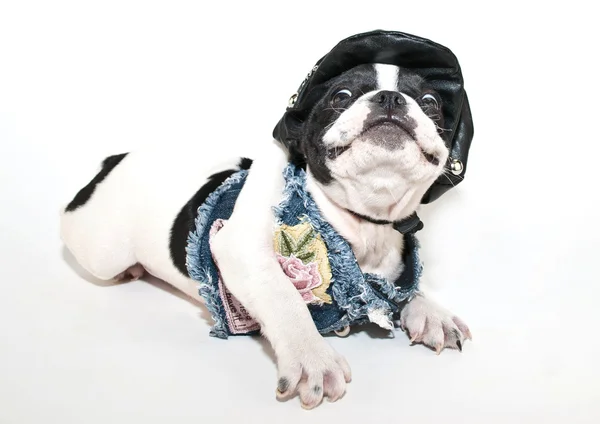 Silly Frenchie — Stock Photo, Image