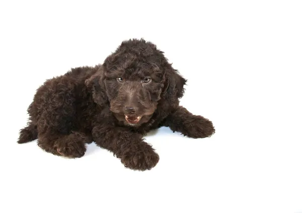 Poodle falante — Fotografia de Stock