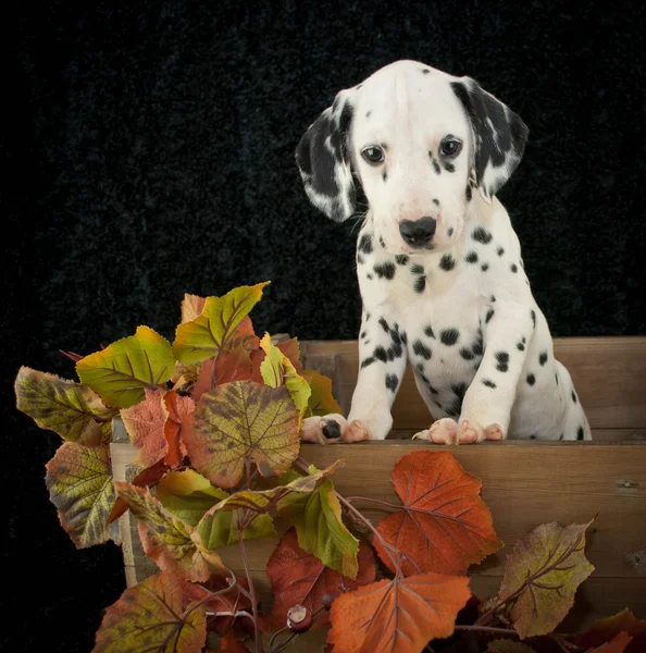 Осенний далматинский щенок — стоковое фото
