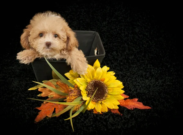 Sweet Poodle Puppy — Stock Photo, Image