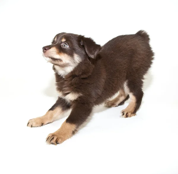 Payful Aussie Puppy — Stock Photo, Image