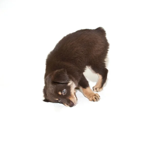 Aptal aussie köpek yavrusu — Stok fotoğraf