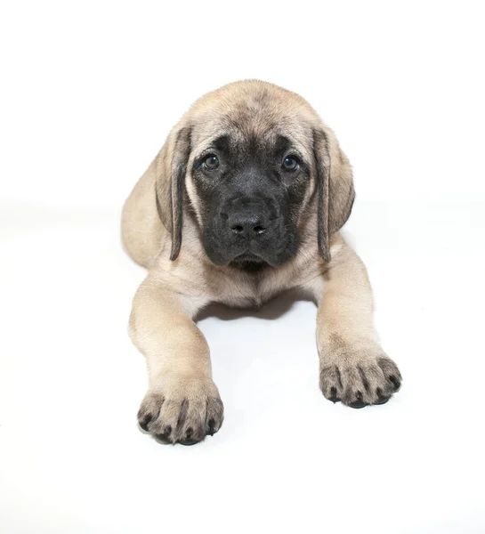 Cachorrinho mastim — Fotografia de Stock