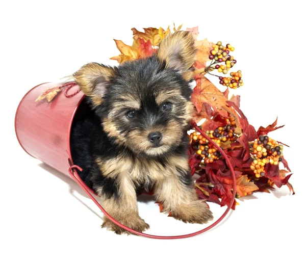 Yorkie puppy Stockfoto