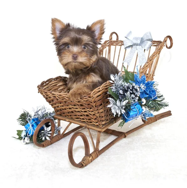 Рождественский щенок Йорки Стоковое Изображение