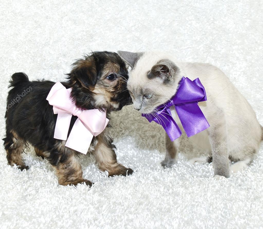 Cute Puppy Telling A Kitten Secrets