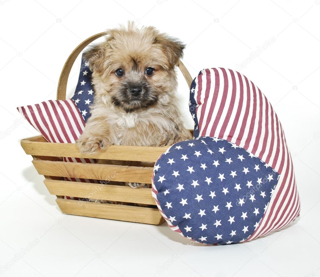 Forth of July Puppy