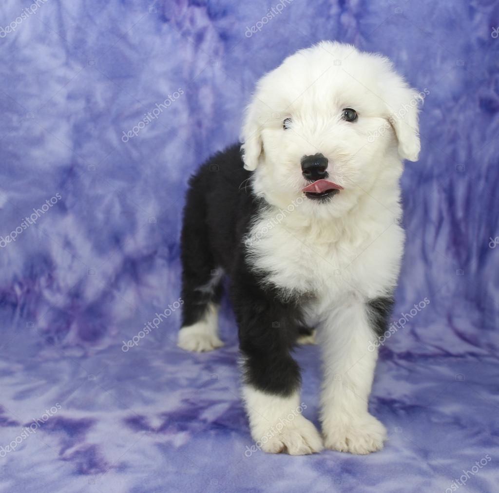 Old English Sheepdog - Cão Nosso