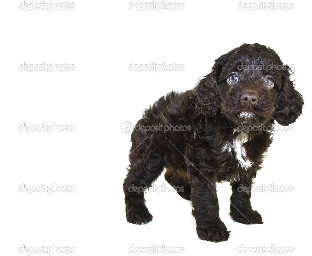 Cute Adorable Baby Cockapoo Puppy Dog Stock Photo