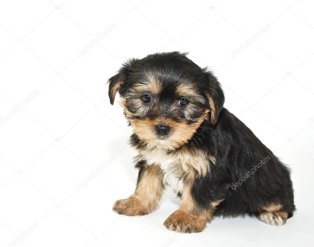 Funny Puppies Morkie
