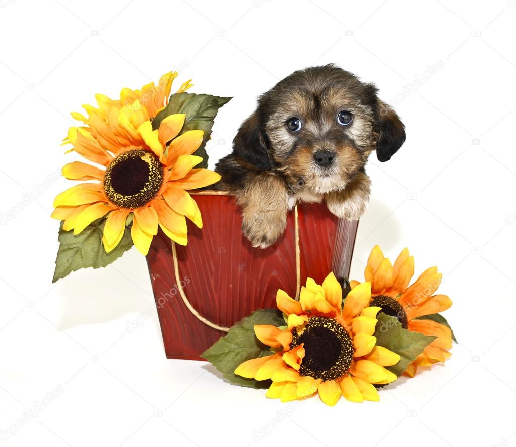 Sweet Puppy With Sunflowers.