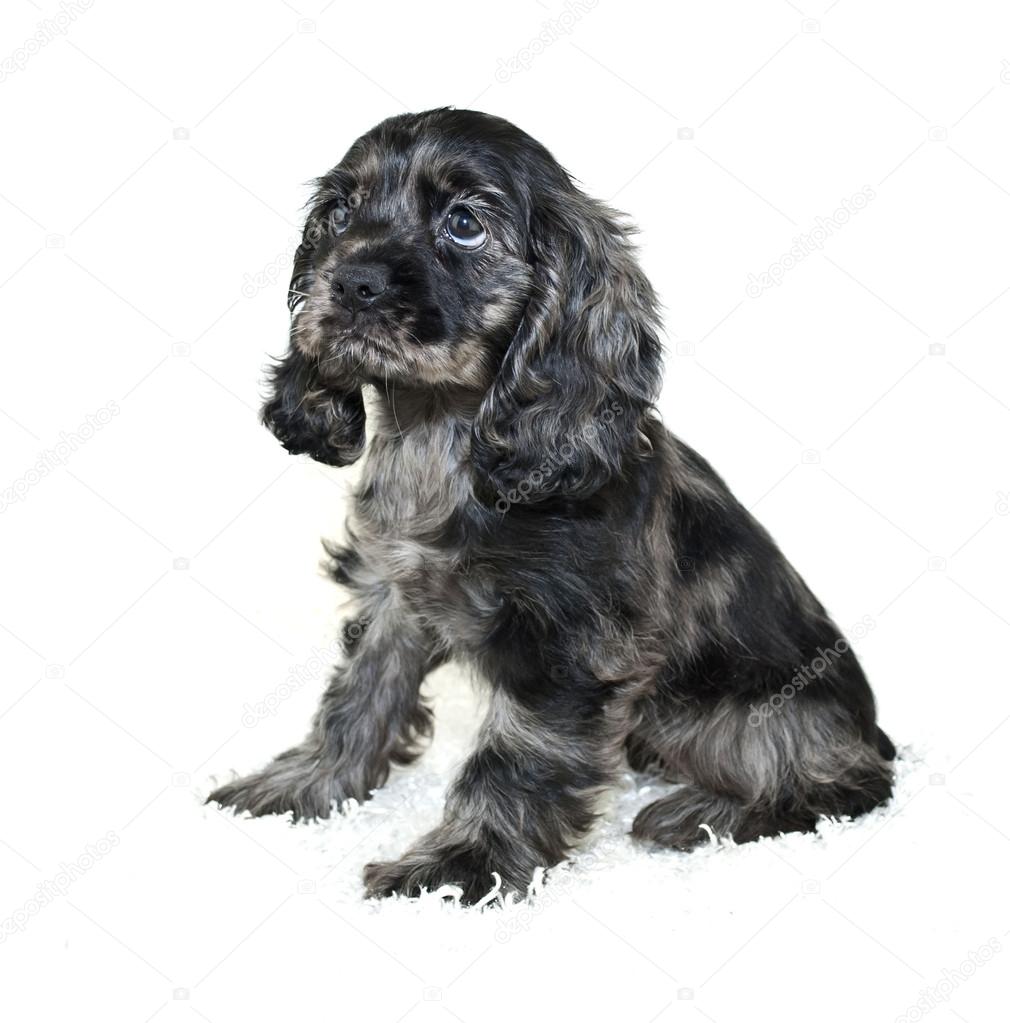 Cocker Spaniel Puppy