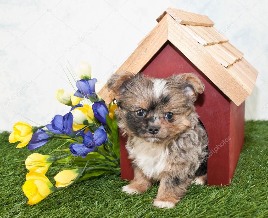 Cute Puppy Peekimg Out of a Dog House.