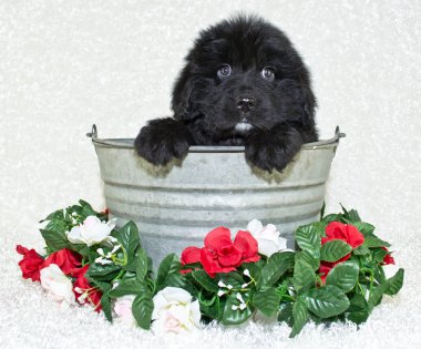 sevimli newfoundland köpek귀여운 뉴펀들랜드 강아지
