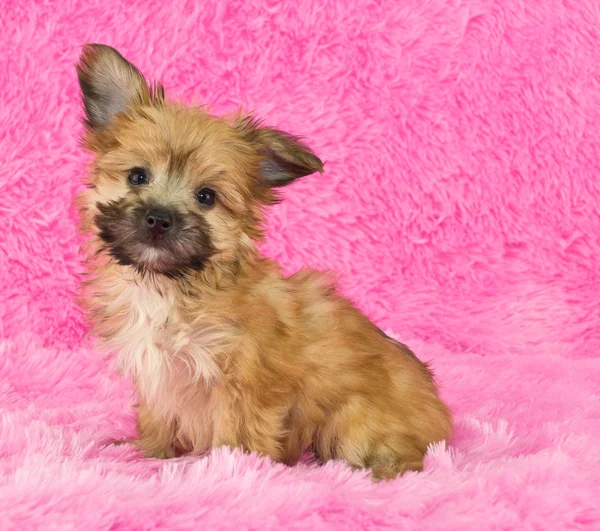 Urocze Yorki-poo puppy — Zdjęcie stockowe