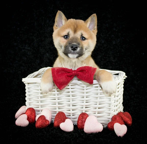 Shiba inu štěně — Stock fotografie