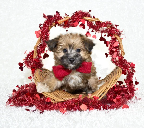 Zoete weinig morkie puppy — Stockfoto