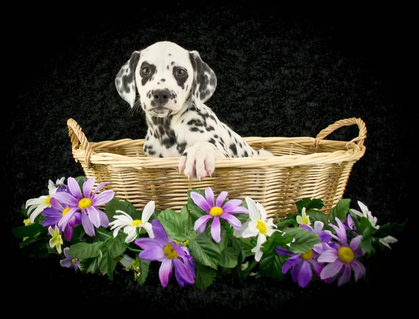Zoete Dalmatische pup — Stockfoto